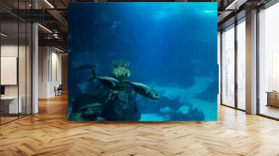 fish tank with several species. Underwater photography. Wall mural