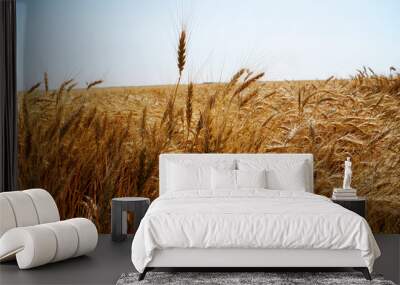 field of wheat in Kansas Wall mural