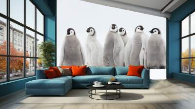 Emperor Penguin chiks Wall mural