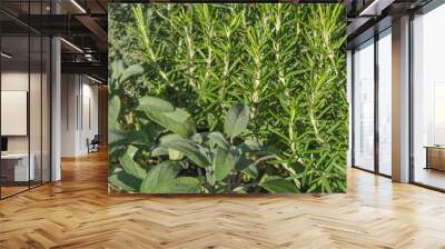 sage plant Wall mural