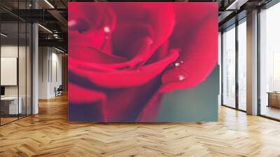 Close-up of red rose - sign of love Wall mural