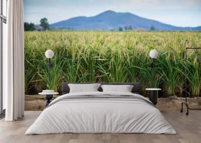 Green rice plants growing in the water, flooded rice field in summer with hills in the background. Tuscany, Italy. Wall mural