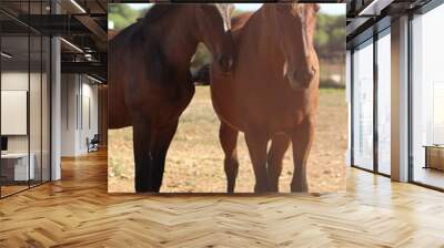 two horses on the farm Wall mural