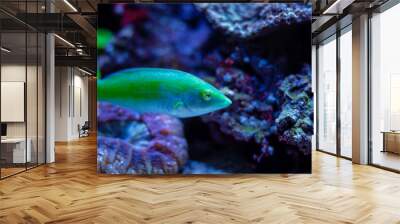 Halichoeres chloropterus green fish in an aquarium tank. Beautiful luminescent fish swimming in water. Corals and rocks around it. Wall mural