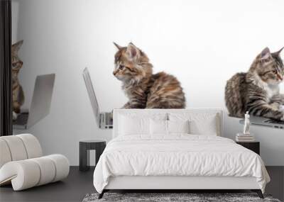 Set of cat wearing glasses using laptop on transparency background PNG
 Wall mural