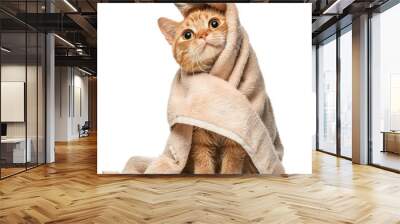 Smiling cute cat wrap in towel after bathing isolate on transparency background Wall mural