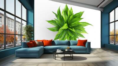 top view of an indoor potted plant on transparency background PNG
 Wall mural