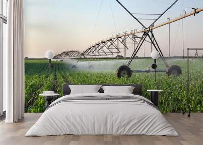 Corn field in spring with irrigation system for water supply, sprinklers sphashing water to plants Wall mural