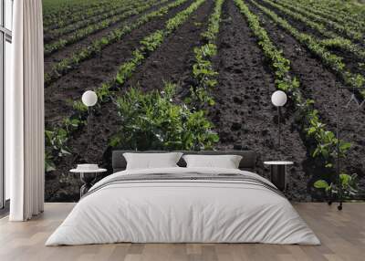 Weed in green cultivated soy bean field, agriculture in early spring Wall mural