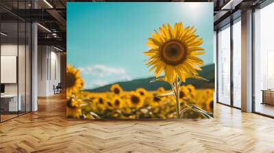 Sunflower field with clear blue sky, Generative AI  Wall mural