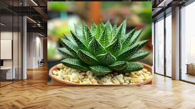 The haworthia comptoniana plant in pot, Generative AI Wall mural