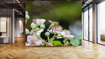 Honey Bee feeding on a flower Wall mural