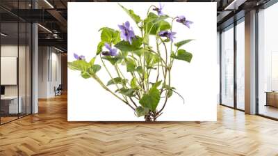 Beautiful violet spring viola flowers, Viola reichenbachiana, dog violet, with branches and leaves isolated on white Wall mural