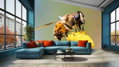 bee on yellow flower Wall mural