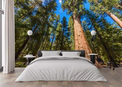 General Sherman Tree - the largest tree on Earth, Giant Sequoia Trees in Sequoia National Park, California, USA Wall mural