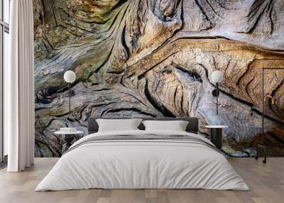 Detail of gnarled wood on fallen tree Wall mural