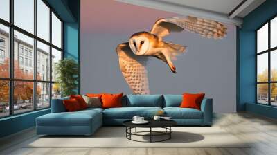 A view of a Barn Owl in flight Wall mural