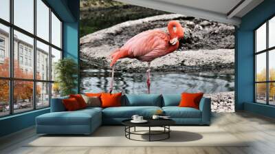 pink flamingo in the water Wall mural