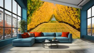 Autumn orchard tree colours Wall mural