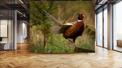 male pheasant in the field 1 Wall mural