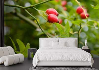 red berries on a tree Wall mural