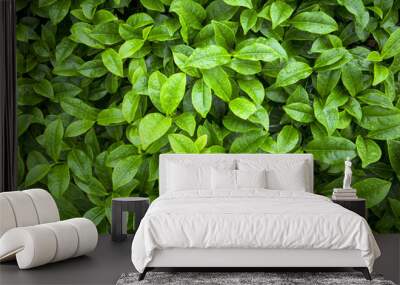 tea leaves as background Wall mural