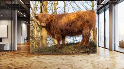 Scottish highlander cow walking in the dunes in the Netherlands Wall mural