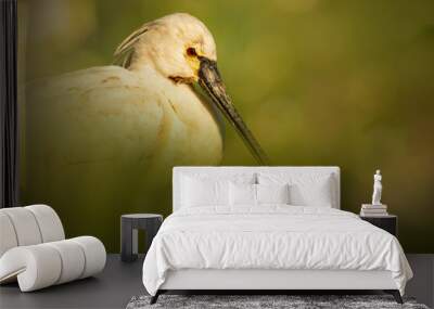 Eurasian spoonbill (Platalea leucorodia), with beautiful green background. Colourful waterbird with white feather sitting near the lake. Wildlife scene from nature, Czech Republic Wall mural