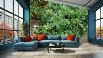 Alchemilla alpina Wall mural