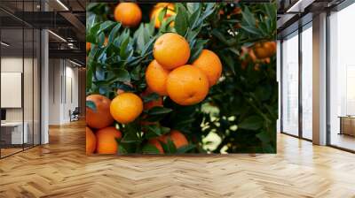 citrus myrtifolia Wall mural