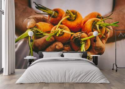 Close up of dirty man worker hands showing raw bio organic natural carrots from the ground. Earth work people lifestyle like farmer in harvest. Fresh and healthy vitamin vegetables concept Wall mural