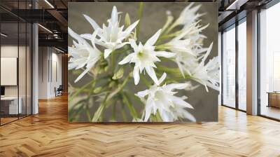 Pancratium maritimum Wall mural