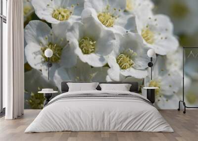 Spiraea canescens Wall mural