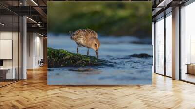 Dunlin - at a seashore on the autumn migration way Wall mural