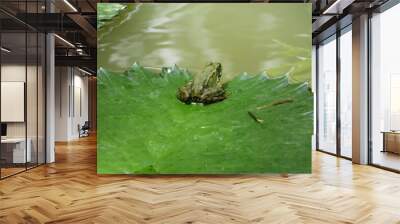 green frog on a leaf, view from the back Wall mural