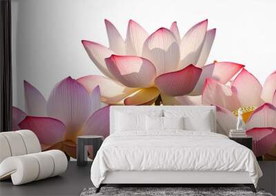 lotus pink isolate white flowers bloom Wall mural