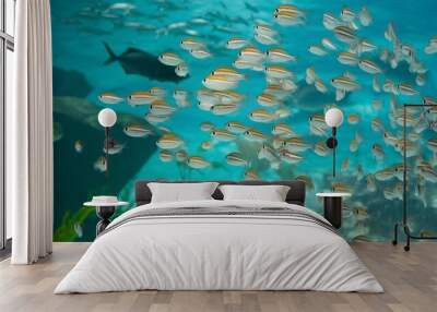 Underwater Wall mural