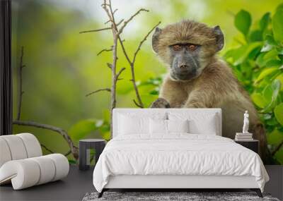 Baby Baboon relaxing in the tree. Wall mural