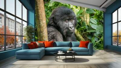 Mountain gorilla sitting in the leaves. Wall mural