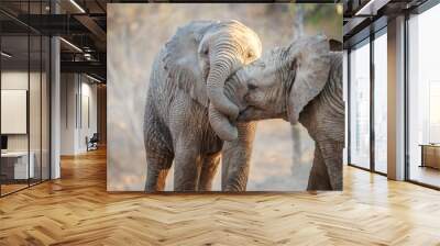 two elephants playing. Wall mural