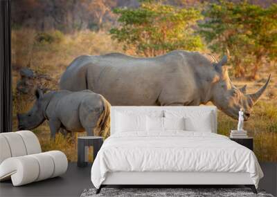 White rhino mother and baby calf in the grass. Wall mural