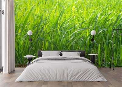 Fresh green spring grass background Wall mural