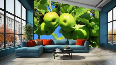 Fresh green apples on tree in morning light. Organic cultivation. Wall mural