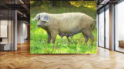 Sow in nature Wall mural