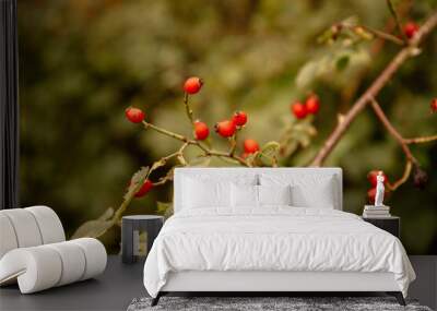 red berries on a bush Wall mural