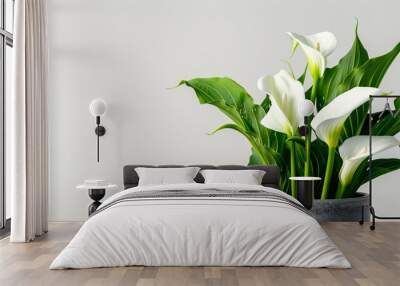 2. Close-up of calla lilies blooming in a stylish pot, showcasing their smooth white petals and vibrant green foliage against a white background Wall mural