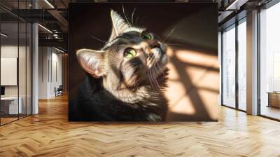 71. Close-up of a gray fluffy domestic cat sitting on the floor, looking up at the sunlight, its green eyes gleaming, casting a serene shadow Wall mural