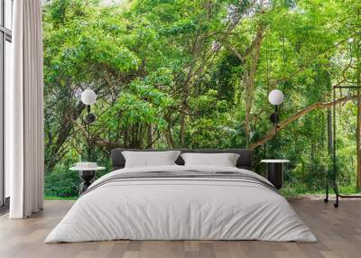 Tropical rain forest jungle in Thailand Wall mural