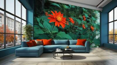 Bright orange flowers bloom in the garden, Orange flowers in the garden, blurred green background. Retro style. Wall mural