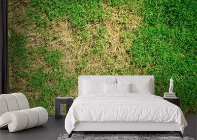 Pests and disease cause amount of damage to green lawns, lawn in bad condition and need maintaining Wall mural